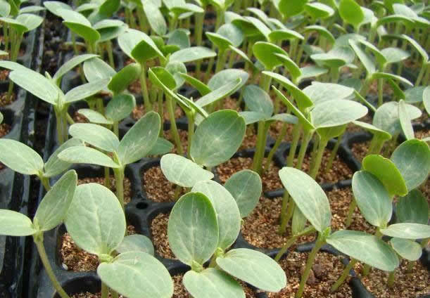 ��������Ҫ���������|(zh��)�x�ò�������һ���W(xu��)��(x��)����x��������|(zh��)